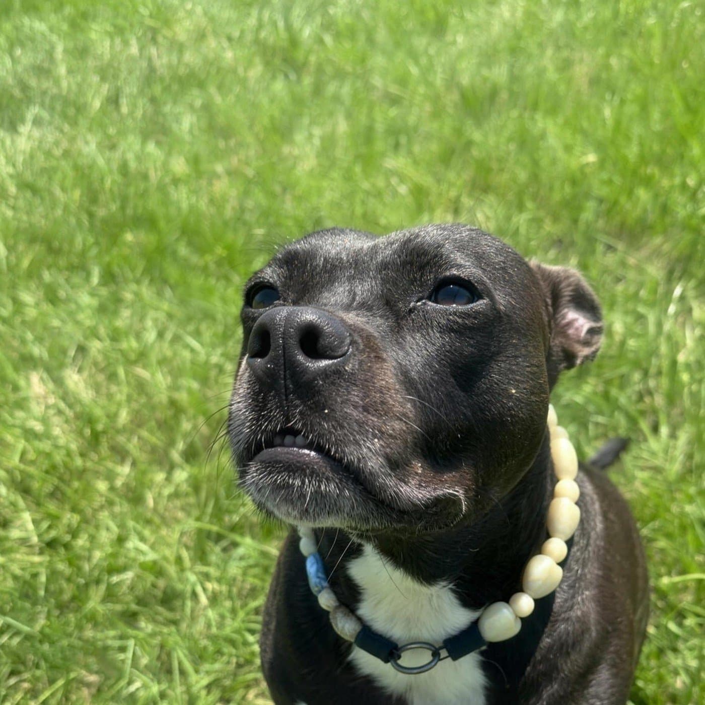 Maddie, Chief Perimeter Security Officer & Ambassador of Tail Wags