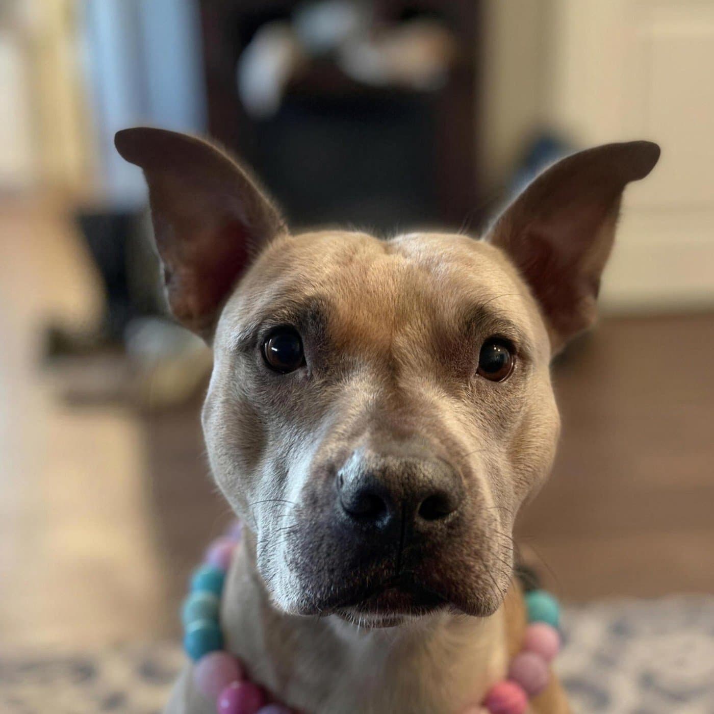 Rousey, Head of Uninvited Cuddles & Senior Couch Consultant
